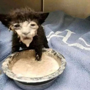 Meet your Posher, Nolan